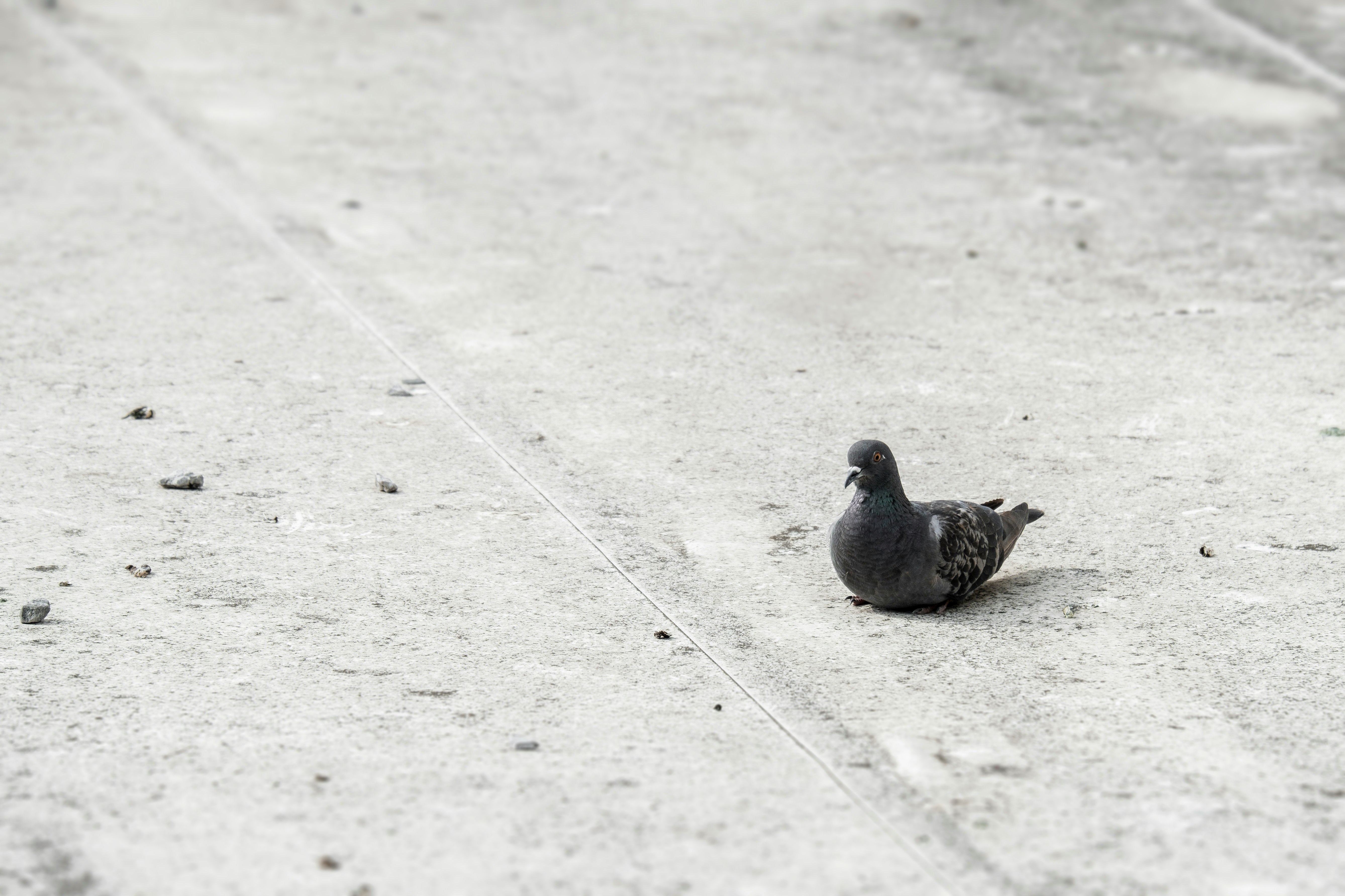 black bird on gray concrete floor